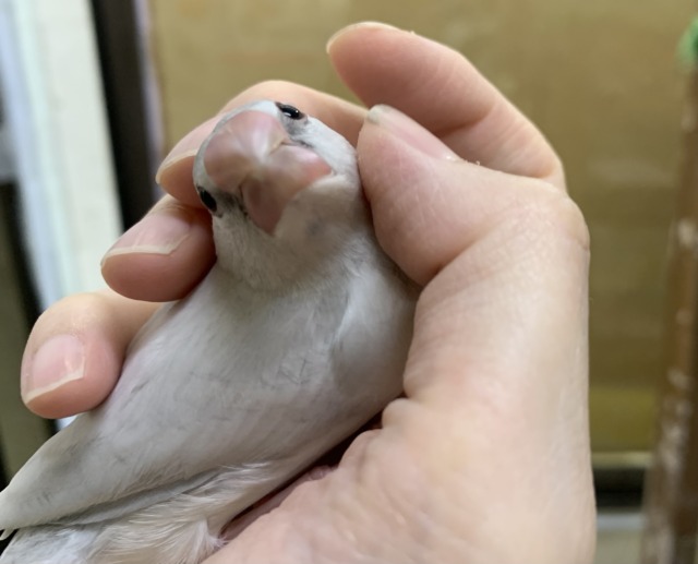 【4/23最新画像🆙】プンプンハロー♪シルバー文鳥🩶🤍 シルバー文鳥