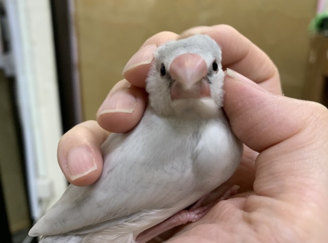 【4/23最新画像🆙】プンプンハロー♪シルバー文鳥🩶🤍 シルバー文鳥
