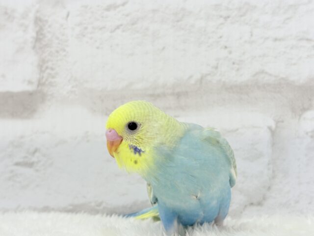 【最新画像更新🪄】オンリーワン☆宝石カラー🐣💎.*セキセイインコ(パステルカラーレインボー) ヒナ セキセイインコ