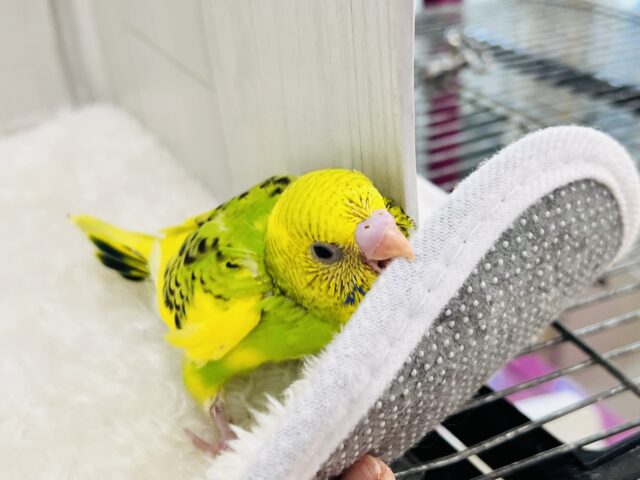 元気ハツラツ✨❣️追いかけてくるよ💨セキセイインコのグリーンパイド🌱 セキセイインコ