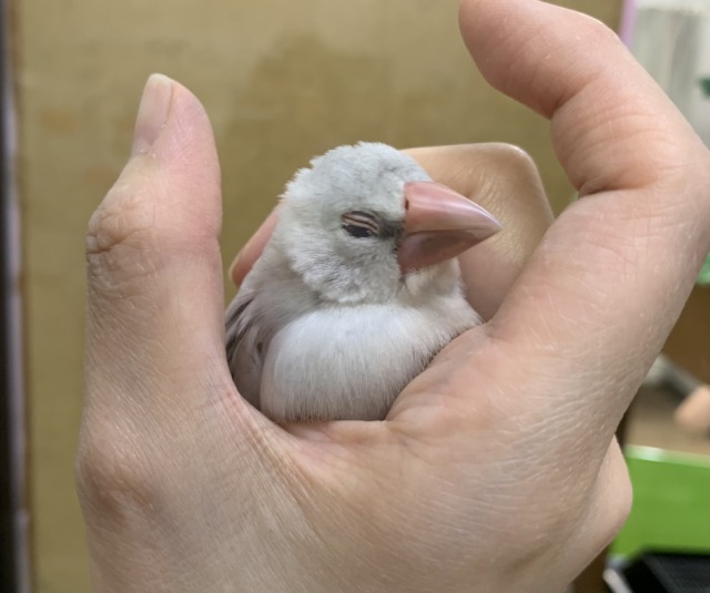 【4/23最新画像🆙】プンプンハロー♪シルバー文鳥🩶🤍 シルバー文鳥