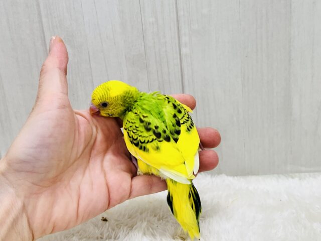 元気ハツラツ✨❣️追いかけてくるよ💨セキセイインコのグリーンパイド🌱 セキセイインコ