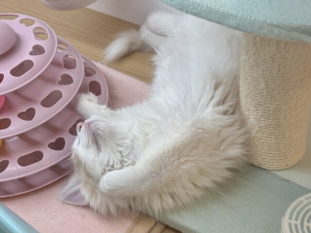 サイベリアン