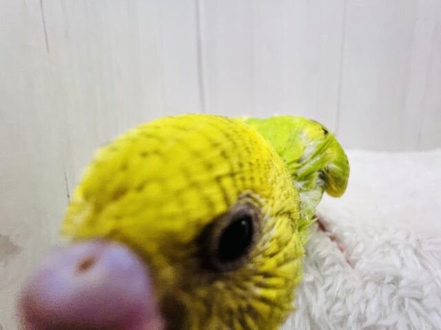 元気ハツラツ✨❣️追いかけてくるよ💨セキセイインコのグリーンパイド🌱 セキセイインコ