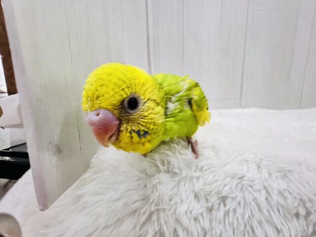 元気ハツラツ✨❣️追いかけてくるよ💨セキセイインコのグリーンパイド🌱 セキセイインコ