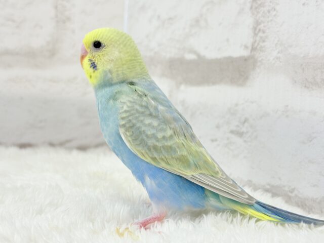 【最新画像更新🪄】オンリーワン☆宝石カラー🐣💎.*セキセイインコ(パステルカラーレインボー) ヒナ セキセイインコ