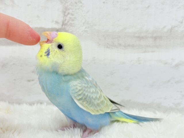 【最新画像更新🪄】オンリーワン☆宝石カラー🐣💎.*セキセイインコ(パステルカラーレインボー) ヒナ セキセイインコ