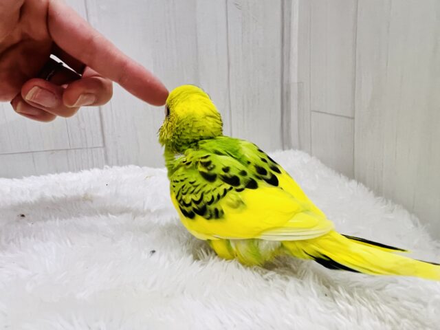 元気ハツラツ✨❣️追いかけてくるよ💨セキセイインコのグリーンパイド🌱 セキセイインコ