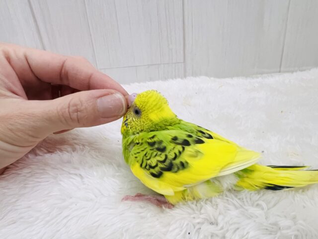 元気ハツラツ✨❣️追いかけてくるよ💨セキセイインコのグリーンパイド🌱 セキセイインコ