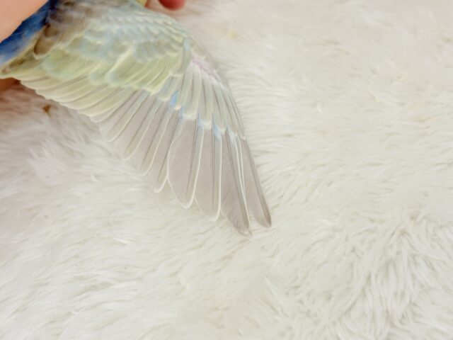【最新画像更新🪄】オンリーワン☆宝石カラー🐣💎.*セキセイインコ(パステルカラーレインボー) ヒナ セキセイインコ