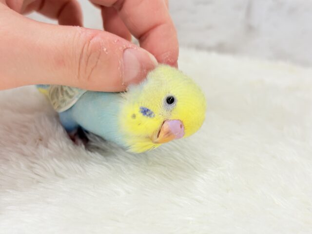 【最新画像更新🪄】オンリーワン☆宝石カラー🐣💎.*セキセイインコ(パステルカラーレインボー) ヒナ セキセイインコ