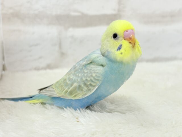 【最新画像更新🪄】オンリーワン☆宝石カラー🐣💎.*セキセイインコ(パステルカラーレインボー) ヒナ セキセイインコ