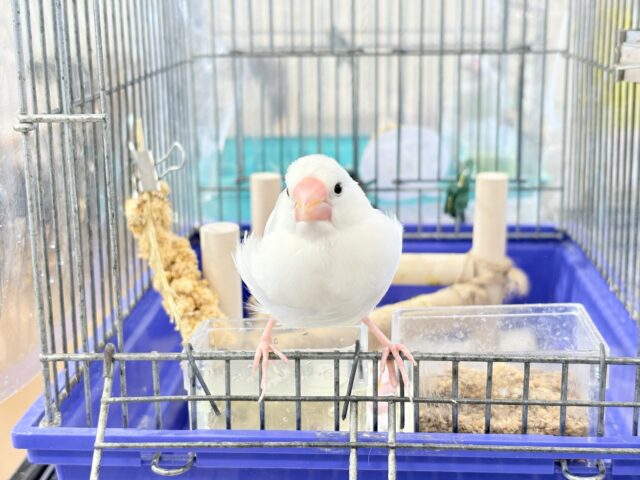 白文鳥