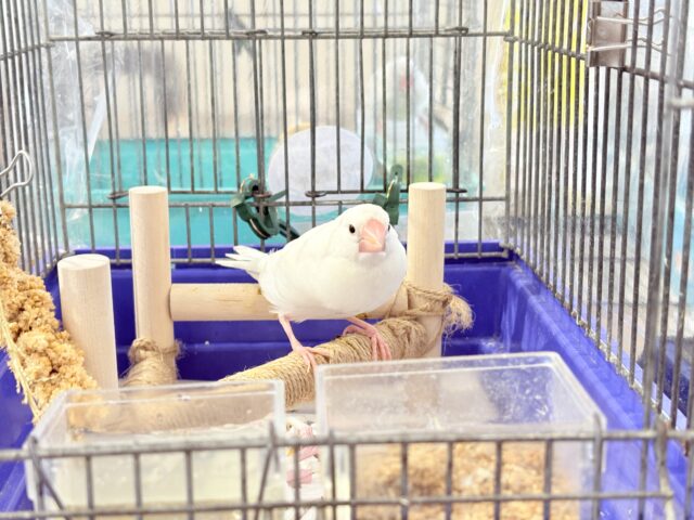 白文鳥