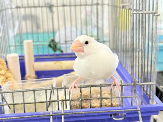 白文鳥