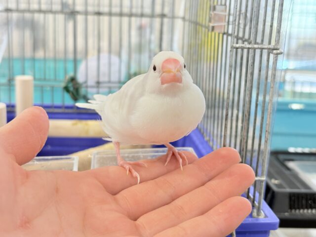 【最新画像・動画更新🪄ひとり餌・カゴデビューしました☆】裸ん坊天使🐣🤍白文鳥 ヒナ 白文鳥