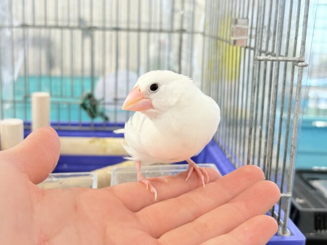 【最新画像・動画更新🪄ひとり餌・カゴデビューしました☆】裸ん坊天使🐣🤍白文鳥 ヒナ 白文鳥