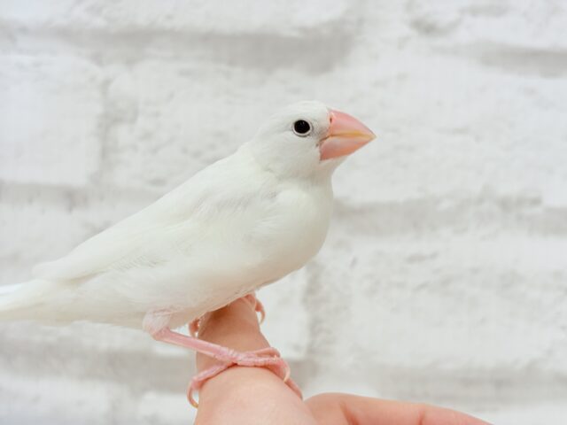 白文鳥