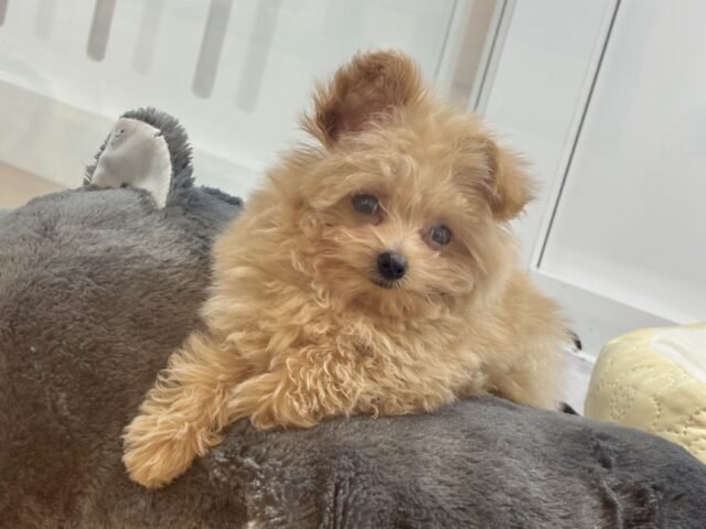 ポメプー