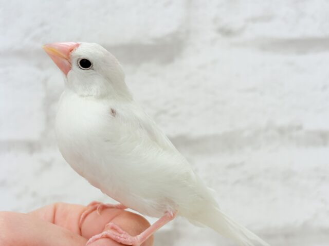 【最新画像・動画更新🪄ひとり餌・カゴデビューしました☆】裸ん坊天使🐣🤍白文鳥 ヒナ 白文鳥