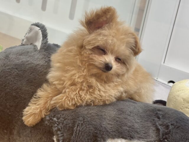 ポメプー