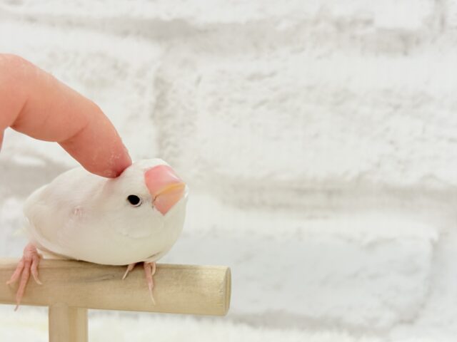 【最新画像・動画更新🪄ひとり餌・カゴデビューしました☆】裸ん坊天使🐣🤍白文鳥 ヒナ 白文鳥