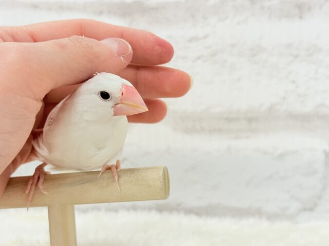 白文鳥
