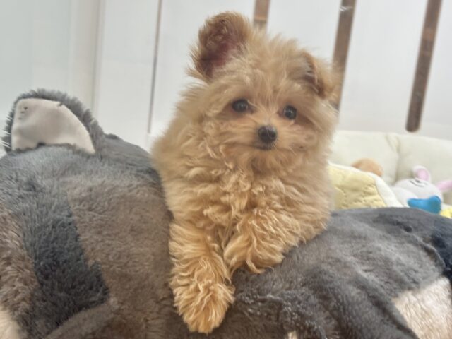 ポメプー