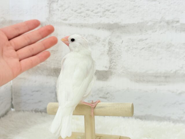 白文鳥
