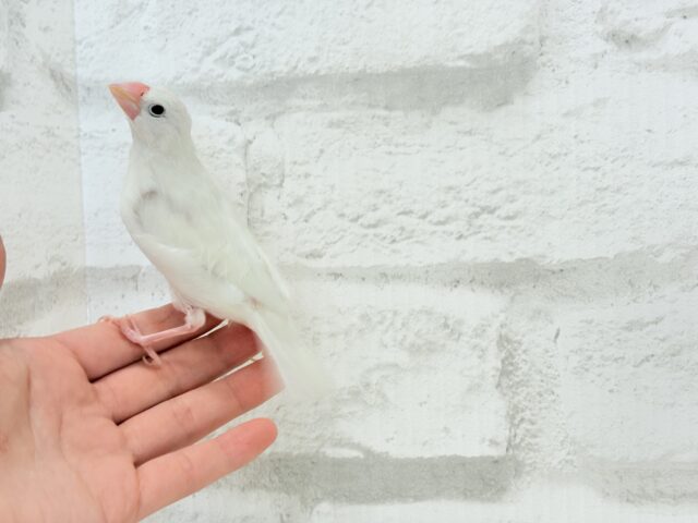 【最新画像・動画更新🪄ひとり餌・カゴデビューしました☆】裸ん坊天使🐣🤍白文鳥 ヒナ 白文鳥