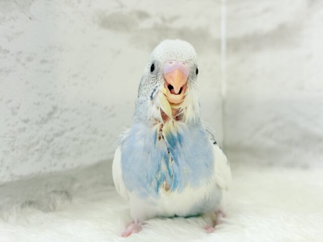 【最新画像更新🪄】個性的カラー☆上目遣いが得意な子♥セキセイインコ(パイド) ヒナ セキセイインコ