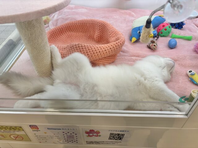 ラグドール