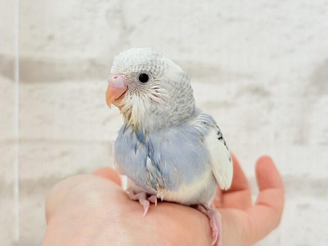 【最新画像更新🪄】個性的カラー☆上目遣いが得意な子♥セキセイインコ(パイド) ヒナ セキセイインコ
