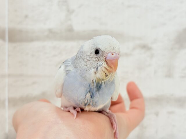 【最新画像更新🪄】個性的カラー☆上目遣いが得意な子♥セキセイインコ(パイド) ヒナ セキセイインコ