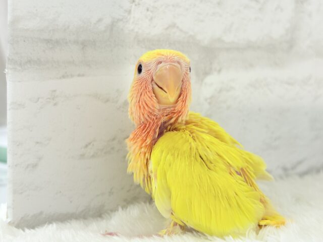 【最新画像更新🪄】ビビットカラー💛太陽サンサン🐣🔆コザクラインコ(ルチノーオパーリン) ヒナ コザクラインコ(小桜インコ)
