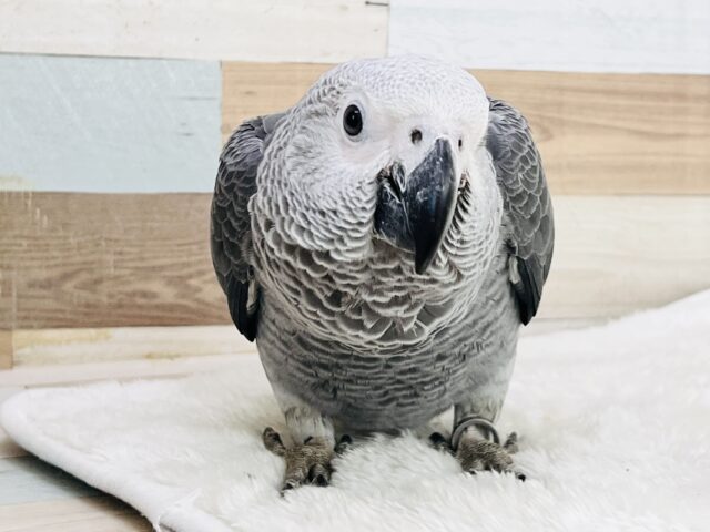 ヨウム