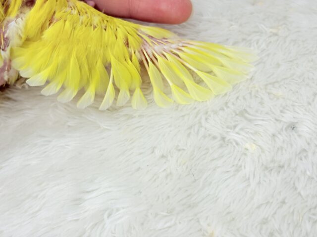 【最新画像更新🪄】ビビットカラー💛太陽サンサン🐣🔆コザクラインコ(ルチノーオパーリン) ヒナ コザクラインコ(小桜インコ)