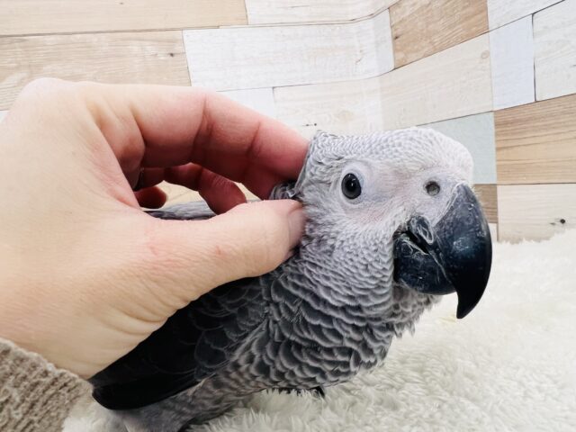ヨウム