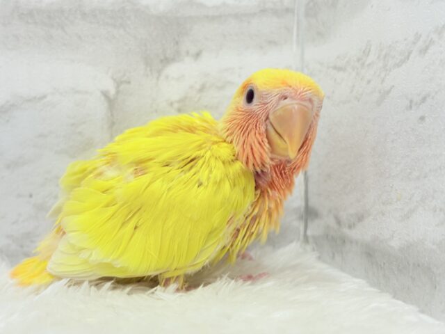 【最新画像更新🪄】ビビットカラー💛太陽サンサン🐣🔆コザクラインコ(ルチノーオパーリン) ヒナ コザクラインコ(小桜インコ)