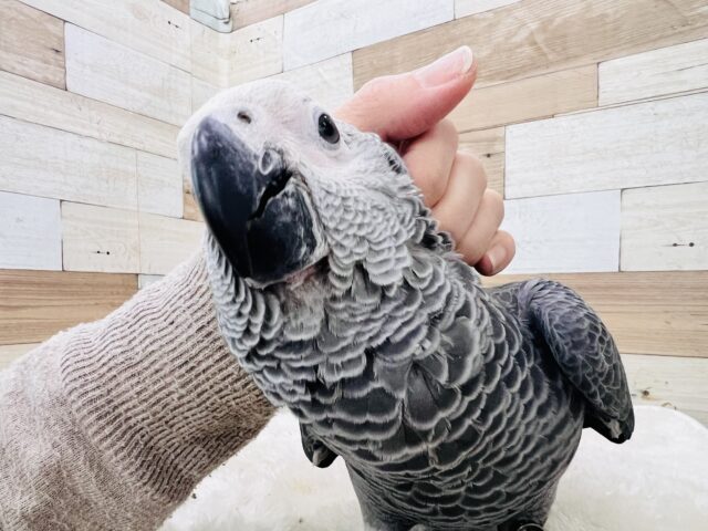 ヨウム