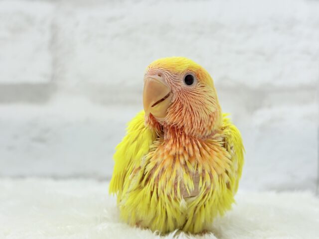 【最新画像更新🪄】ビビットカラー💛太陽サンサン🐣🔆コザクラインコ(ルチノーオパーリン) ヒナ コザクラインコ(小桜インコ)