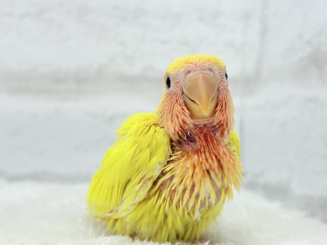 【最新画像更新🪄】ビビットカラー💛太陽サンサン🐣🔆コザクラインコ(ルチノーオパーリン) ヒナ コザクラインコ(小桜インコ)