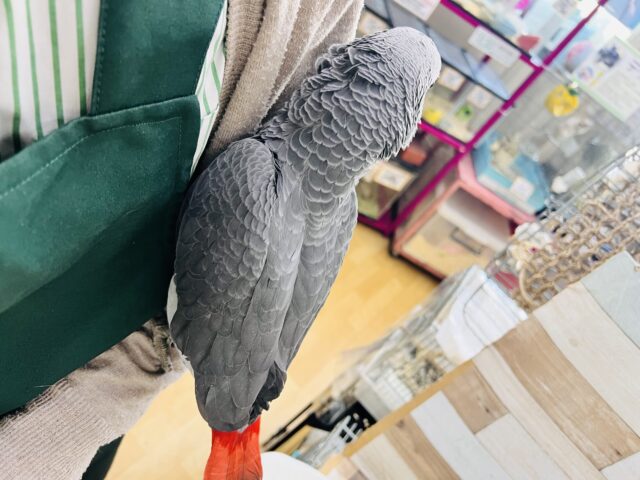 ヨウム