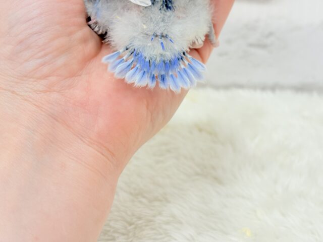 美しの色味♡わた毛コザっちょ🐣☁️コザクラインコ(バイオレットオパーリンパイド) ヒナ コザクラインコ(小桜インコ)