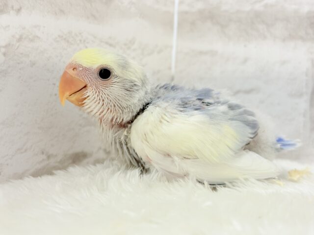 美しの色味♡わた毛コザっちょ🐣☁️コザクラインコ(バイオレットオパーリンパイド) ヒナ コザクラインコ(小桜インコ)