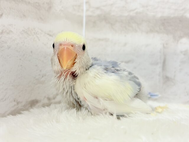 美しの色味♡わた毛コザっちょ🐣☁️コザクラインコ(バイオレットオパーリンパイド) ヒナ コザクラインコ(小桜インコ)