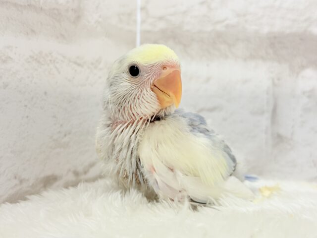美しの色味♡わた毛コザっちょ🐣☁️コザクラインコ(バイオレットオパーリンパイド) ヒナ コザクラインコ(小桜インコ)