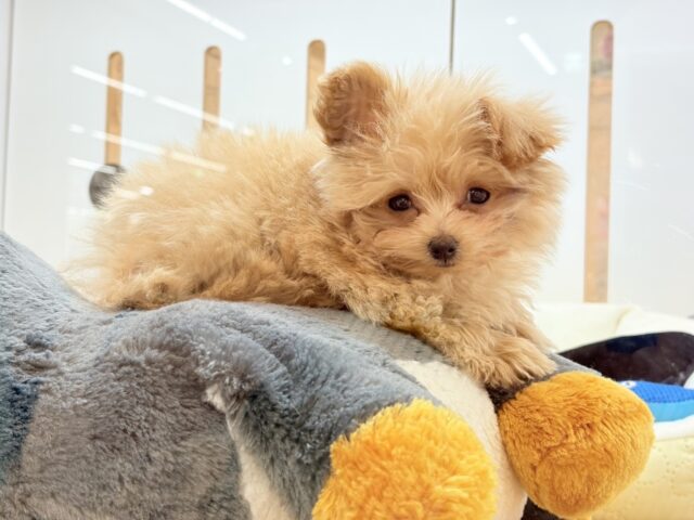 ポメプー