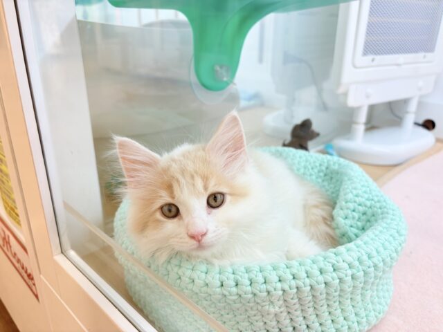 サイベリアン