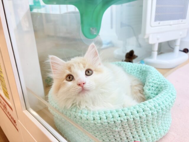 美形男子のお出ましぃ〜♡サイベリアンくん! サイベリアン